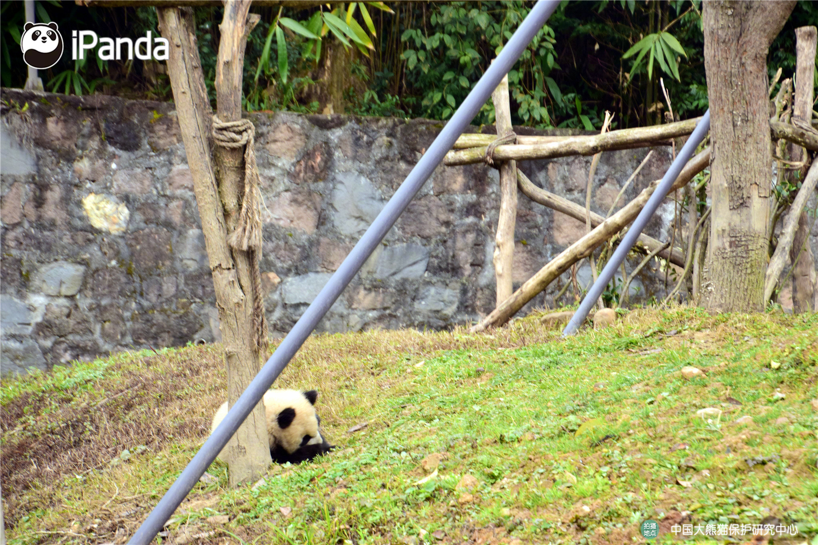湖人球星戴維斯談腹股溝受傷后怎么盡力打球的閱歷